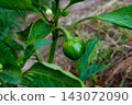 Beautiful little green fruit of sweet bell pepper growing on a bush in the garden in summer against the background of a blurred background of a bed with mulch. Growing plant food in the backyard 143072090