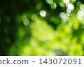 Nature photography: blank with a blurred background, with defocus silhouettes of green foliage, tree crowns, through which round bokeh effects are visible. Abstract beauty in nature 143072091