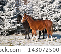 One year old foals on pature during snowy winter. Foals of sporthorses. 143072500