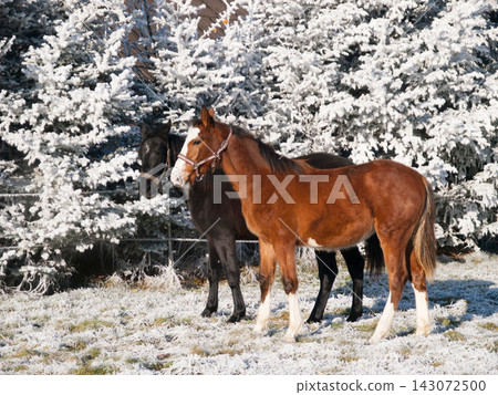 One year old foals on pature during snowy winter. Foals of sporthorses. One year old foals on pature during snowy winter. Foals of sporthorses. 143072500