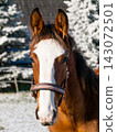 Young sport horse with halter on winter paddock in equine center. Agricultural scene. 143072501