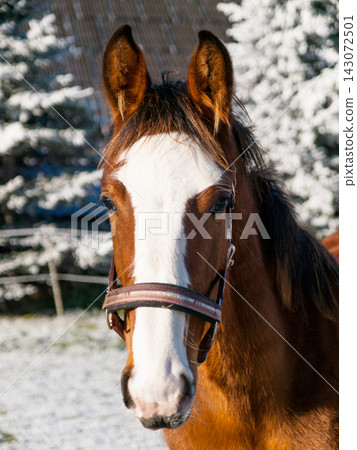 Young sport horse with halter on winter paddock in equine center. Agricultural scene. Young sport horse with halter on winter paddock in equine center. Agricultural scene. 143072501