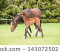 One day old foal and mare on the pasture 143072502