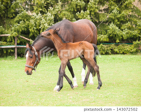 One day old foal and mare on the pasture One day old foal and mare on the pasture 143072502