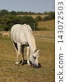 Lipizzan mare on pasture in sunny summer day. The Lipizzan breed dates back to the 16th centur. 143072503