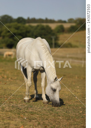 Lipizzan mare on pasture in sunny summer day. The Lipizzan breed dates back to the 16th centur. Lipizzan mare on pasture in sunny summer day. The Lipizzan breed dates back to the 16th centur. 143072503