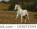 Young lipizzaner mare galloping on pasture in late summer afternoon 143072504