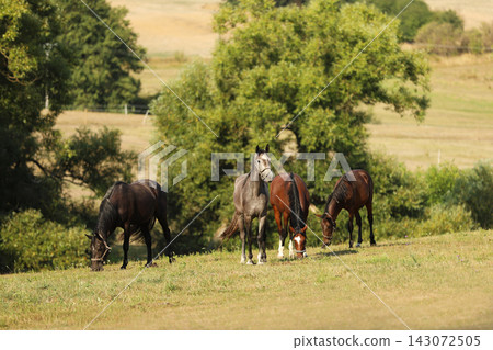 Herd of young sport horses galloping on summer meadow Herd of young sport horses galloping on summer meadow 143072505
