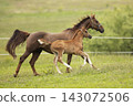 Mother and Foal Horse Together in Pasture Landscape with Greenery. A beautiful portrait of a mare and her foal in a serene pasture 143072506