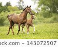 Mother and Foal Horse Together in Pasture Landscape with Greenery. A beautiful portrait of a mare and her foal in a serene pasture 143072507