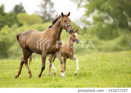 Mother and Foal Horse Together in Pasture Landscape with Greenery. A beautiful portrait of a mare and her foal in a serene pasture Mother and Foal Horse Together in Pasture Landscape with Greenery. A beautiful portrait of a mare and her foal in a serene pasture 143072507