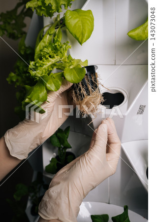 Plant researcher in gloves transferring hydroponic green oak lettuce seedling into vertical farming rack, highlighting precision agricultural technology and sustainable growing methods, close-up Plant researcher in gloves transferring hydroponic green oak lettuce seedling into vertical farming rack, highlighting precision agricultural technology and sustainable growing methods, close-up 143073048