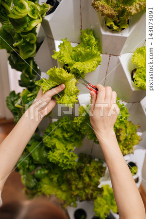 Close-up view of home agricultural technician harvesting fresh lettuce leaves from vertical hydroponic garden system, growing healthy organic vegetables for sustainable urban farming. Close-up view of home agricultural technician harvesting fresh lettuce leaves from vertical hydroponic garden system, growing healthy organic vegetables for sustainable urban farming. 143073091