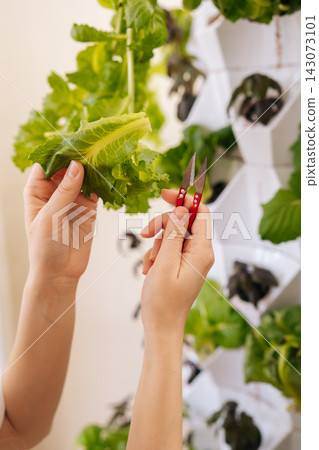 Vertical cropped shot of person cutting green lettuce from modern vertical hydroponics setup, fresh produce and sustainable gardening practices for healthy eating. Concept of modern soilless farming. Vertical cropped shot of person cutting green lettuce from modern vertical hydroponics setup, fresh produce and sustainable gardening practices for healthy eating. Concept of modern soilless farming. 143073101