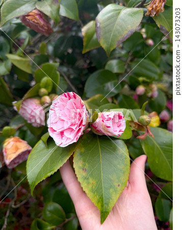 Pink colours camelia flower and female hand close-up Pink colours camelia flower and female hand close-up 143073203