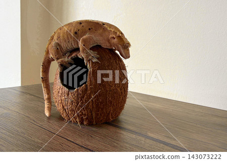 Gecko explores a coconut shell on a wooden surface in a room dur Gecko explores a coconut shell on a wooden surface in a room dur 143073222