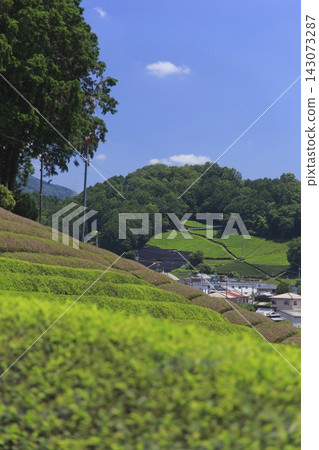 Tea plantation in Wazuka Town, Kyoto Prefecture Tea plantation in Wazuka Town, Kyoto Prefecture 143073287