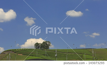 Tea plantation in Wazuka Town, Kyoto Prefecture Tea plantation in Wazuka Town, Kyoto Prefecture 143073293