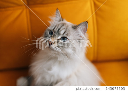 Close-up portrait of adorable Neva masquerade cat resting comfortably on brightly colored yellow couch, beautiful long fur looking at camera in cozy domestic setting. Close-up portrait of adorable Neva masquerade cat resting comfortably on brightly colored yellow couch, beautiful long fur looking at camera in cozy domestic setting. 143073303