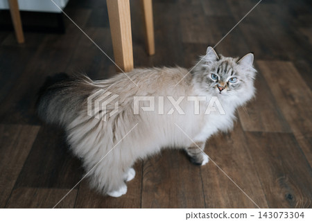 Charming Neva masquerade cat walking on dark wooden floor, displaying its luxurious fluffy fur and captivating blue eyes, elegant domestic pet providing comfort in cozy indoor setting. Charming Neva masquerade cat walking on dark wooden floor, displaying its luxurious fluffy fur and captivating blue eyes, elegant domestic pet providing comfort in cozy indoor setting. 143073304