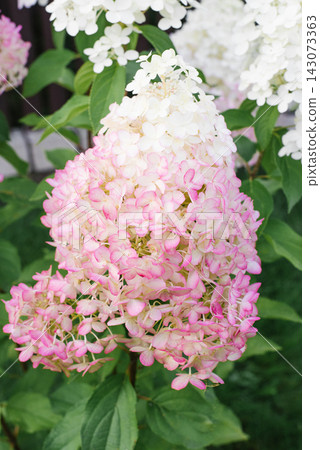 Hercules Paniculate Hydrangea Close Up of Pink Flower Head Hercules Paniculate Hydrangea Close Up of Pink Flower Head 143073363