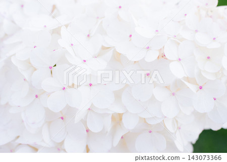 Soft White Vanilla Fraise Hydrangea Floral Background Soft White Vanilla Fraise Hydrangea Floral Background 143073366