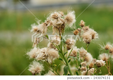 Close Up Shot of Fluffy White Seed Heads of Creeping Thistle Wild Plant in Field 143074131