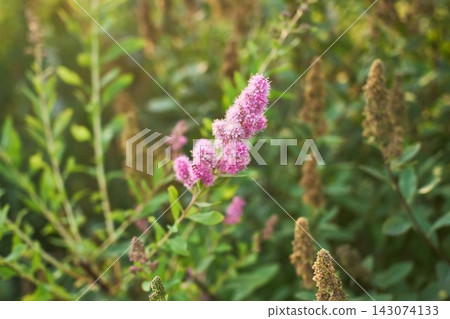 Selective focus shot of bright pink spiraea flower growing on green bush in sunny garden Selective focus shot of bright pink spiraea flower growing on green bush in sunny garden 143074133