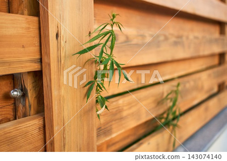 Wide angle view of green cannabis plant breaking through gaps in horizontal wooden fence Wide angle view of green cannabis plant breaking through gaps in horizontal wooden fence 143074140