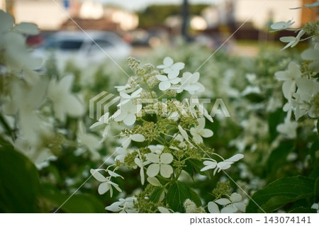Detailed view of blooming white hydrangea flowers surrounded by green leaves in daylight Detailed view of blooming white hydrangea flowers surrounded by green leaves in daylight 143074141