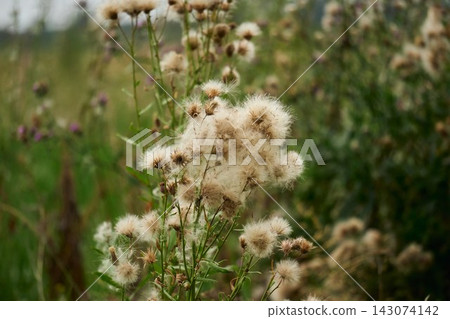 Field of wild creeping thistle plants with soft white seeds blowing in wind with blurred green background Field of wild creeping thistle plants with soft white seeds blowing in wind with blurred green background 143074142