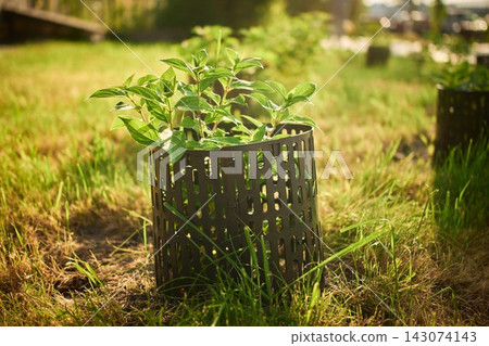 Close up shot of young green plant growing inside protective metal tree guard on sunny lawn 143074143