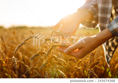 Woman is in wheat field during sunset. She holds wheat in her hands and looks at the plants closely. Woman is in wheat field during sunset. She holds wheat in her hands and looks at the plants closely. 143074366