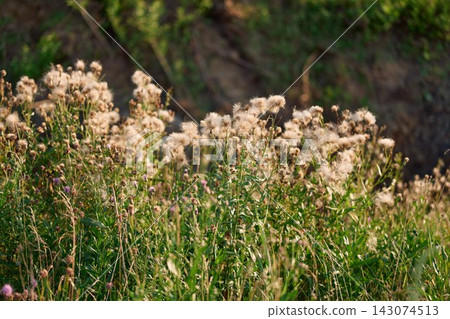 Mid shot of wild creeping thistle or Cirsium arvense plants with fluffy white seed heads and sharp green leaves Mid shot of wild creeping thistle or Cirsium arvense plants with fluffy white seed heads and sharp green leaves 143074513