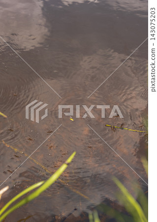 Calm Reflective Water with Reeds and Submerged Vegetation in Belarus Calm Reflective Water with Reeds and Submerged Vegetation in Belarus 143075203