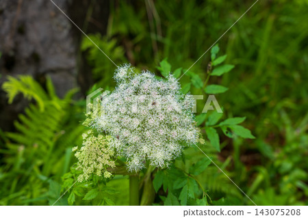 Queen Anne's lace flower head close-up with green foliage, Norway Queen Anne's lace flower head close-up with green foliage, Norway 143075208