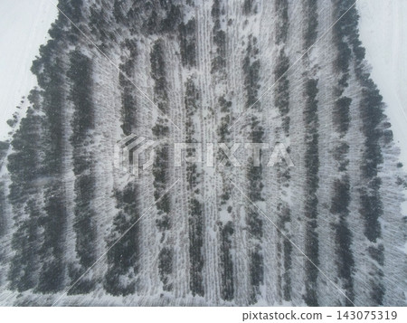 Aerial view of snow covered conifer rows in Belarus plantation Aerial view of snow covered conifer rows in Belarus plantation 143075319