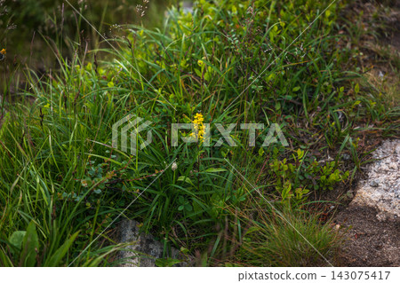 Close-up of yellow wildflower in grass and moss near stone path, Norway Close-up of yellow wildflower in grass and moss near stone path, Norway 143075417