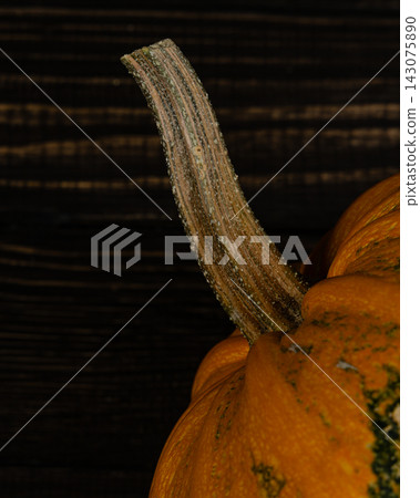 Harvested pumpkin stem in autumn setting Harvested pumpkin stem in autumn setting 143075890