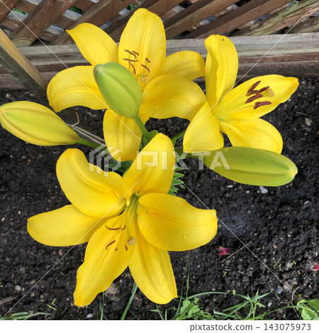 Yellow Asiatic lily flowers with green buds and dew drops in a garden by a wooden lattice fence, top Yellow Asiatic lily flowers with green buds and dew drops in a garden by a wooden lattice fence, top 143075973