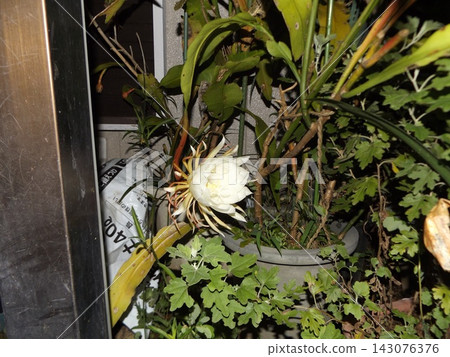 白色的大月季花,只能觀賞一晚。 白色的大月季花,只能觀賞一晚。 143076376