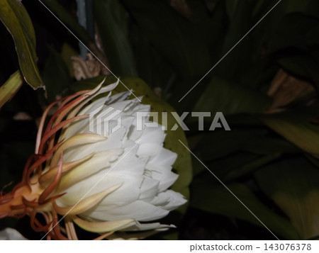 白色的大月季花,只能觀賞一晚。 白色的大月季花,只能觀賞一晚。 143076378