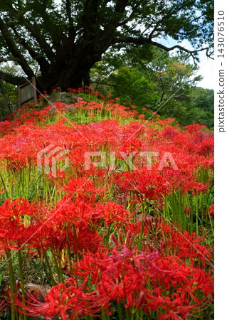 Spider lilies in full bloom cover the slopes of the mountain valley [September] 143076510
