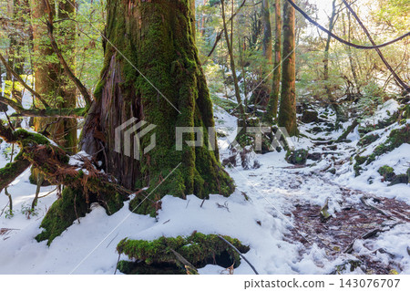屋久島白谷雲水峽:一片雪與陽光透過樹葉灑下的森林(冬季) 屋久島白谷雲水峽:一片雪與陽光透過樹葉灑下的森林(冬季) 143076707