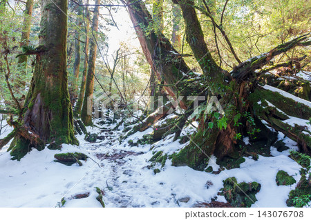 Yakushima Island, Shiratani Unsuikyo Gorge: Winter Scenery, Extremely Cold Forest Yakushima Island, Shiratani Unsuikyo Gorge: Winter Scenery, Extremely Cold Forest 143076708