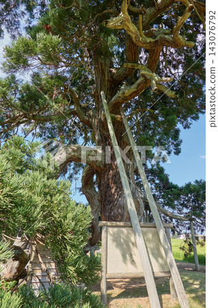 A large tree supported by pillars in Hōryū-chō, Suzu City. A large tree supported by pillars in Hōryū-chō, Suzu City. 143076792