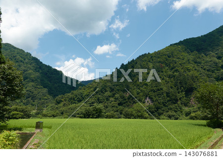菅沼,夏季稻田,五簇山 菅沼,夏季稻田,五簇山 143076881