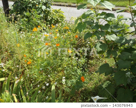 黃色波斯菊和橙色萬壽菊 黃色波斯菊和橙色萬壽菊 143076943