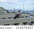 Pigeon in the harbor 143076947