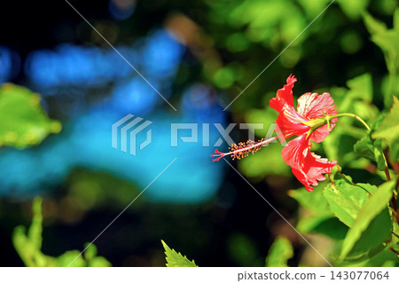 沖繩的蔚藍大海、藍天和鮮紅的芙蓉 沖繩的蔚藍大海、藍天和鮮紅的芙蓉 143077064